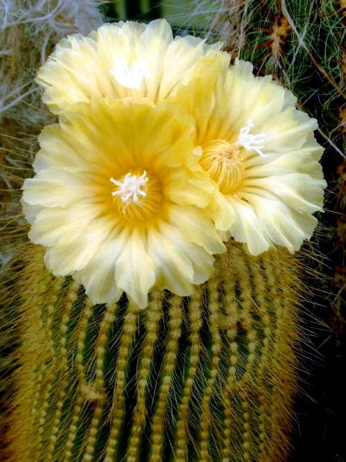 Eriocactus Leninghausii aka Golden Torch Cactus 5 Seeds Free Shipping!