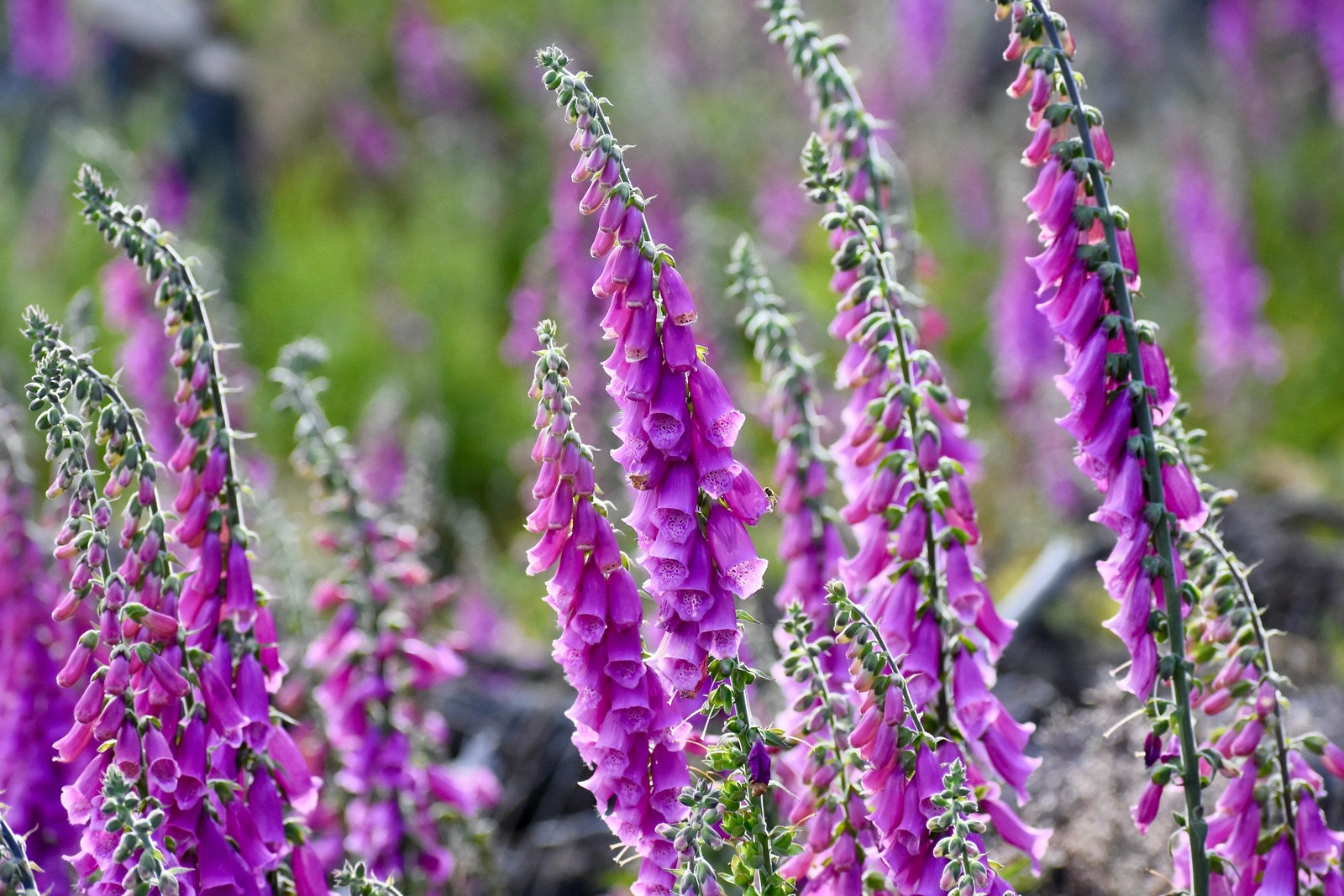 1000 PURPLE FOXGLOVE Digitalis Purpurea Flower Seeds