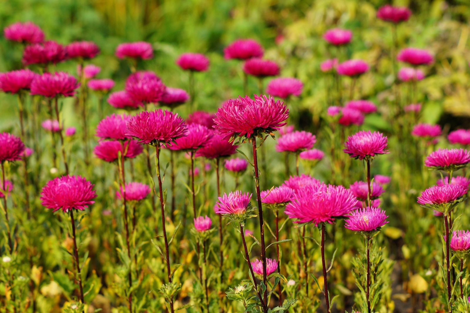 250 RED CHINA ASTER Callistephus Chinensis Flower Seeds *Flat S/H