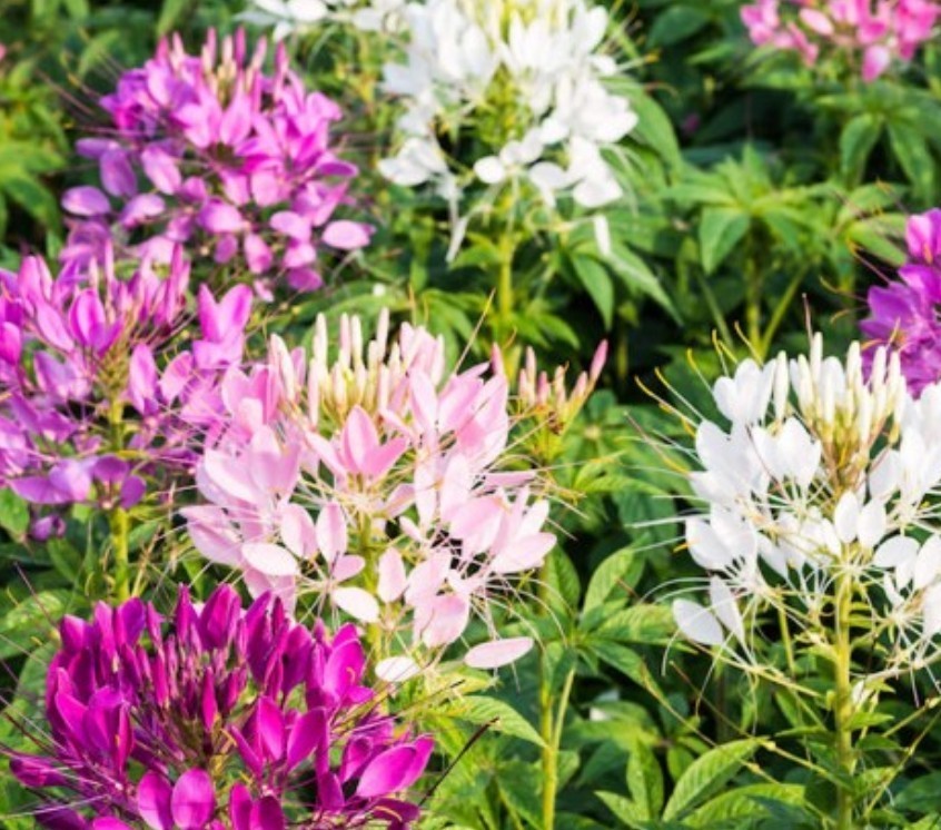 400+ Spider Plant Cleome Seeds **Fresh Seeds** ~~Free Shipping~~