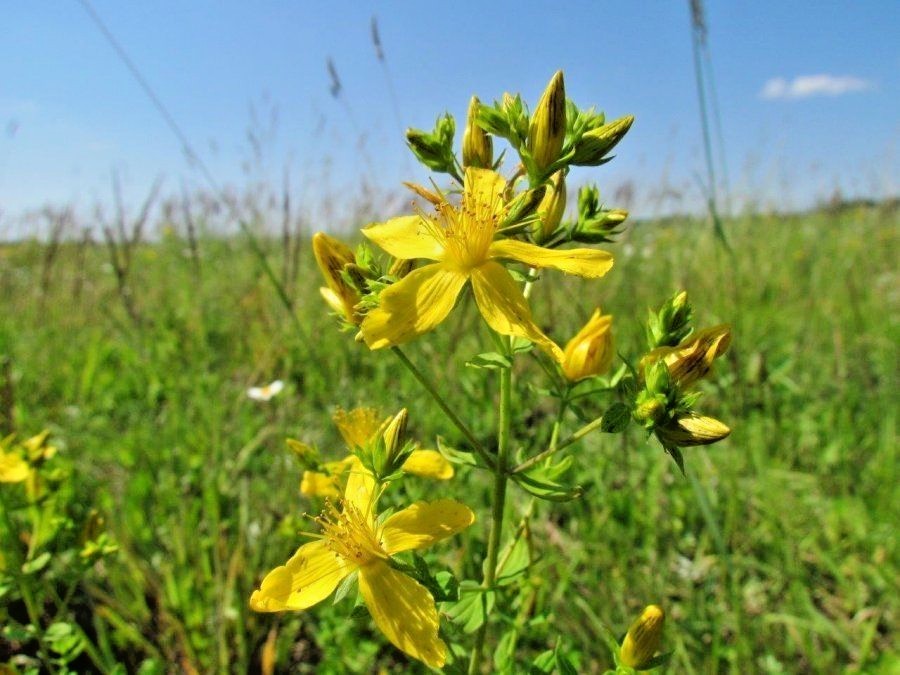 501+Great ST. JOHNS WORT Seeds Native Wildflower Shrub Perennial Herb Medicinal