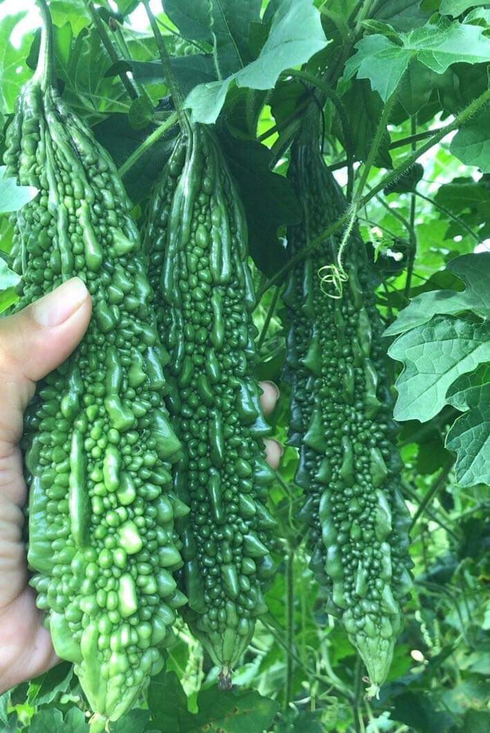 Indian Long Bitter Melon Seeds, Khổ qua rừng gai. Non-GMO Heirloom