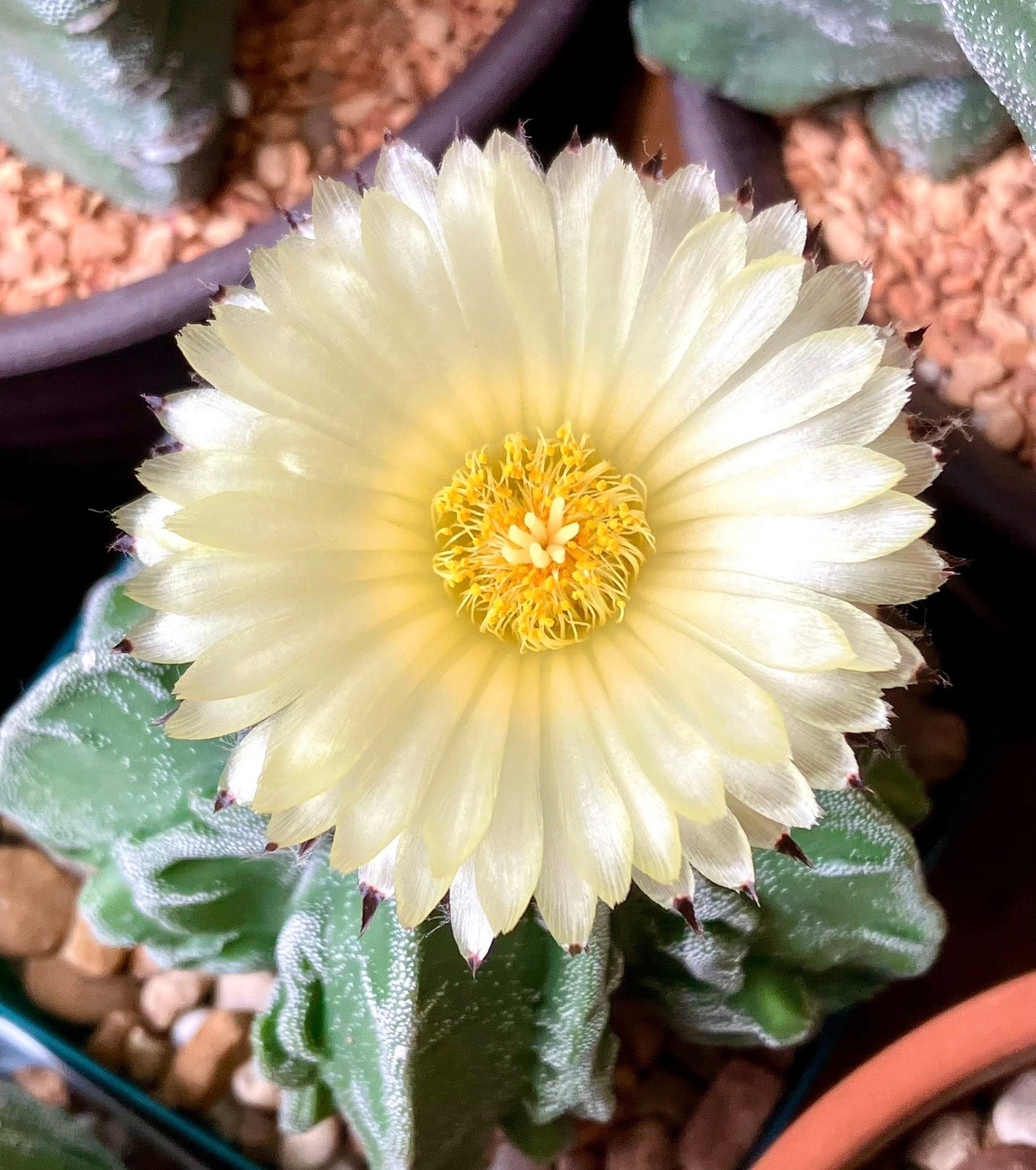 Seed- Astrophytum myriostigma cv. Fukuryu (type B) 25 seeds (2026)