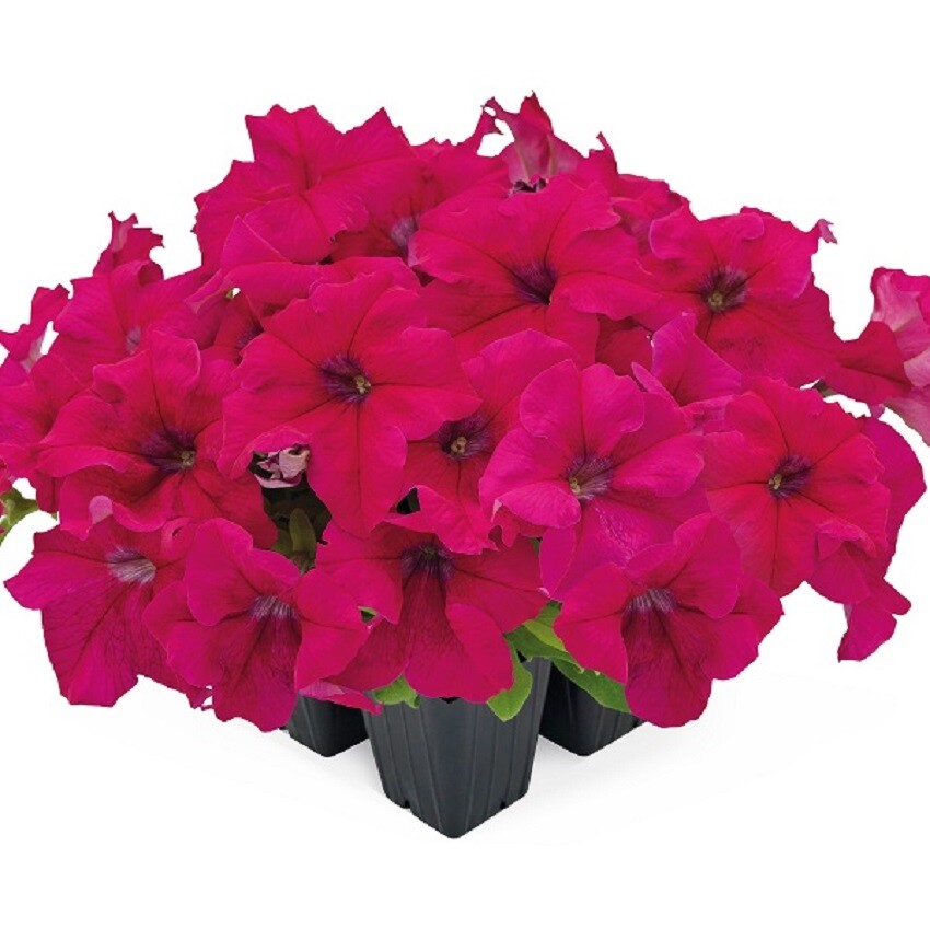 Petunia Success 360 Deep Rose 50 Pelleted Petunia Seeds