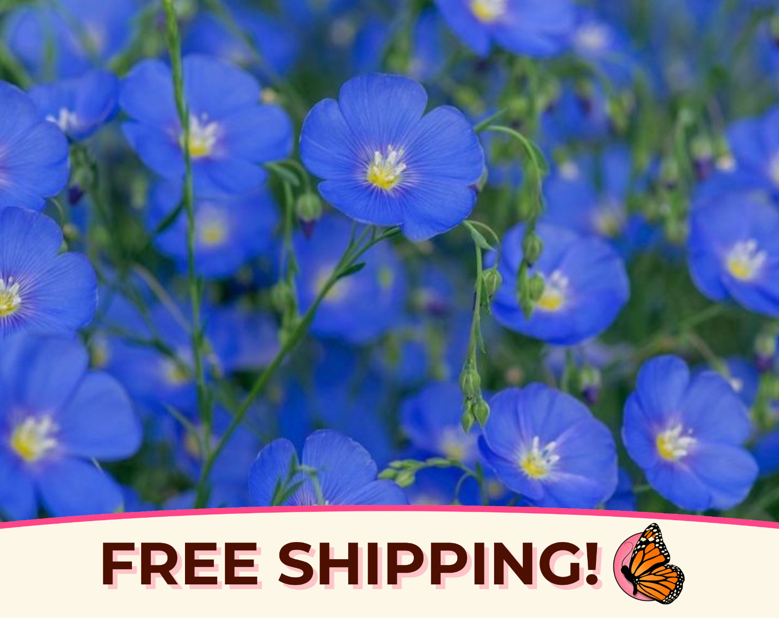2000+ Blue Flax Seeds | Perennial Flower Gardening, Wildflower Pollinator Plant