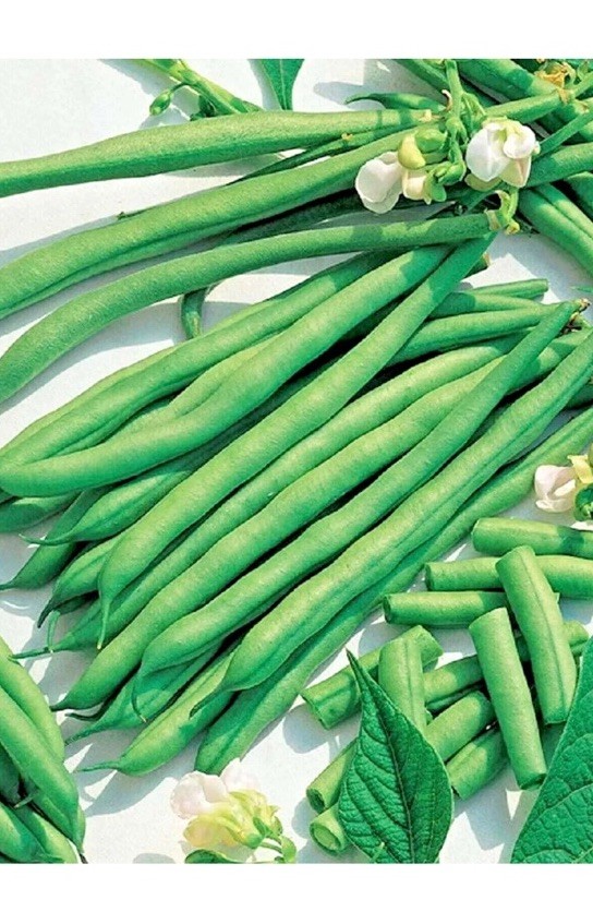 100+ BLUE LAKE POLE BEAN SEEDS 🫘 STRINGLESS SNAP | HEIRLOOM NON-GMO | FREE SHIP