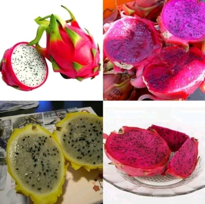 100 seeds Dragon fruit pitaya seeds mix 4 kinds yellow, red, white, purple