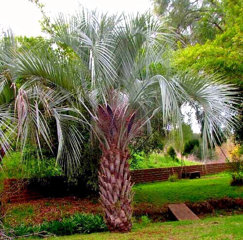 10 Jelly Pindo Palm Tree Seeds (Butia capitata) Cold Hardy Tropical Fruit Plant