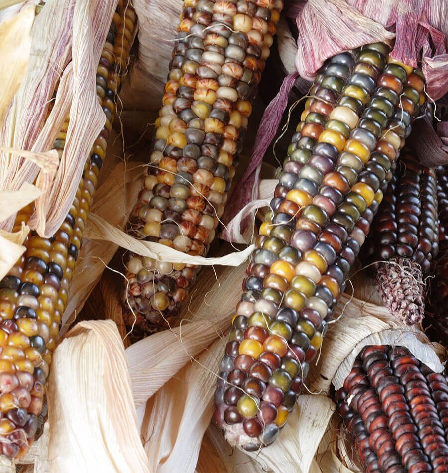 Red Husk Rainbow Ornamental Corn Seeds | Glass Gem Color Flint Popcorn Seed 2024