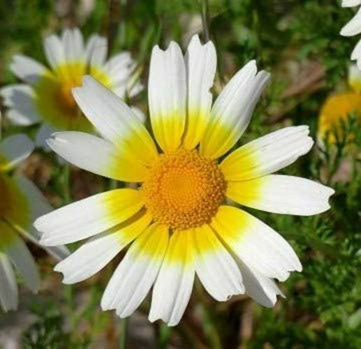 Chrysanthemum Flower Seeds, “COOL BEANS N SPROUTS” Brand. Home Gardening.
