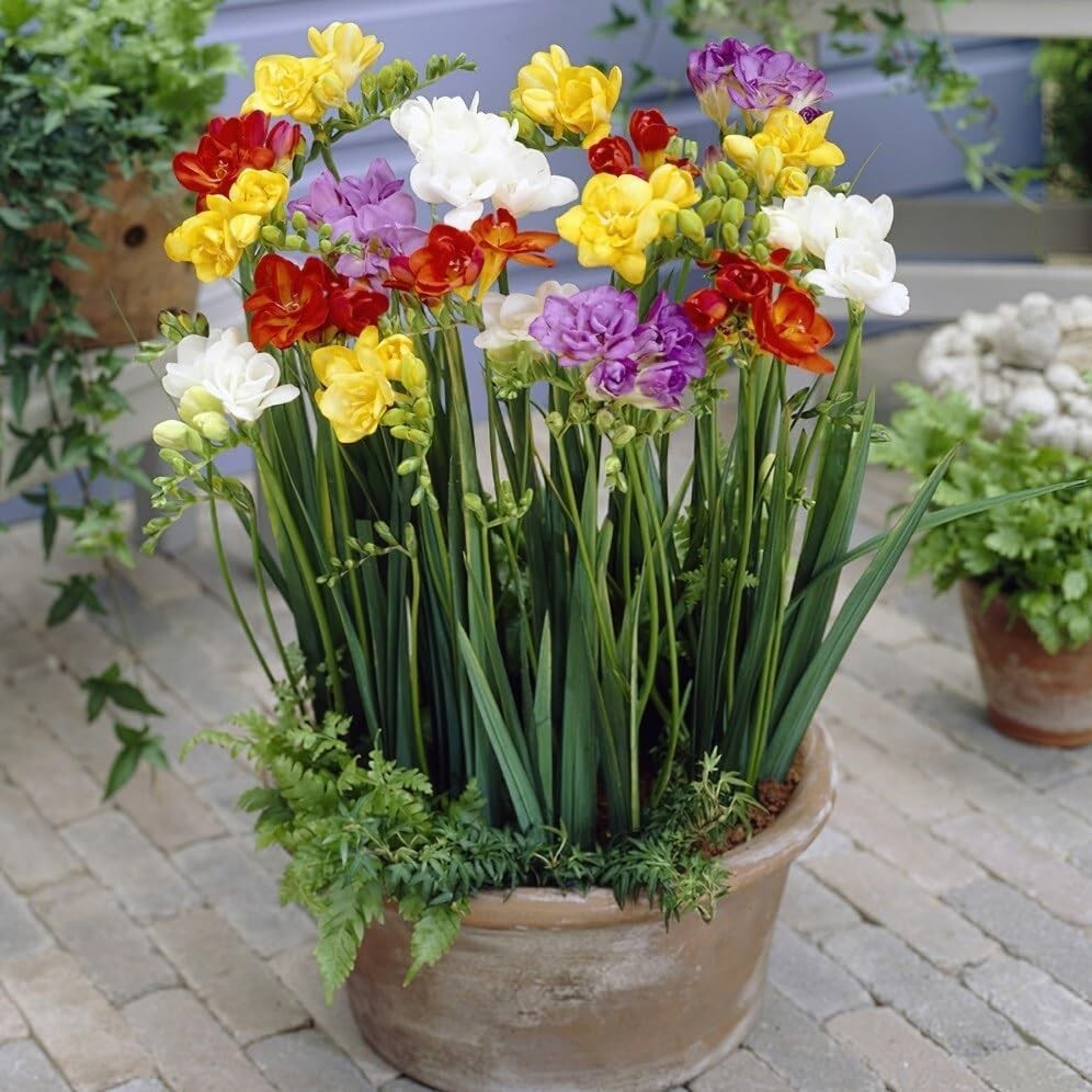 Freesia double flowering mix – 20 flower bulbs Gorgeous Colors