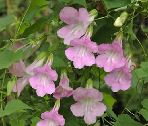 ASARINA CLIMBING SNAPDRAGON ROSE Asarina Scandens – 20 Seeds