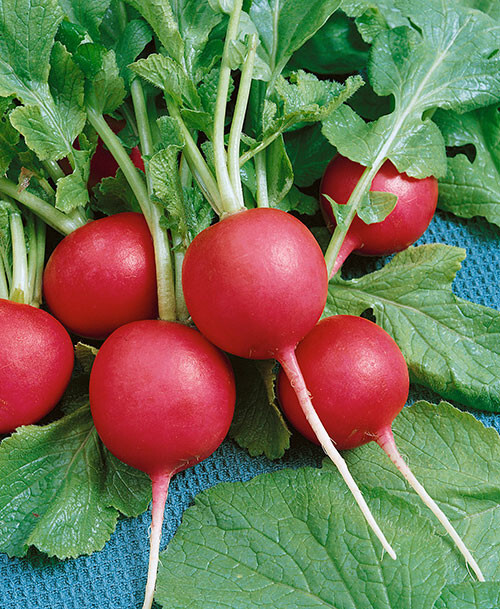 700+ CRIMSON GIANT RADISH SEEDS. FRESH FOR 2024 GARDENS