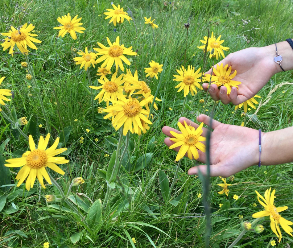 Arnica Bruisewort Organic Medicinal Herb Mountain Arnica montana – 30 Seeds
