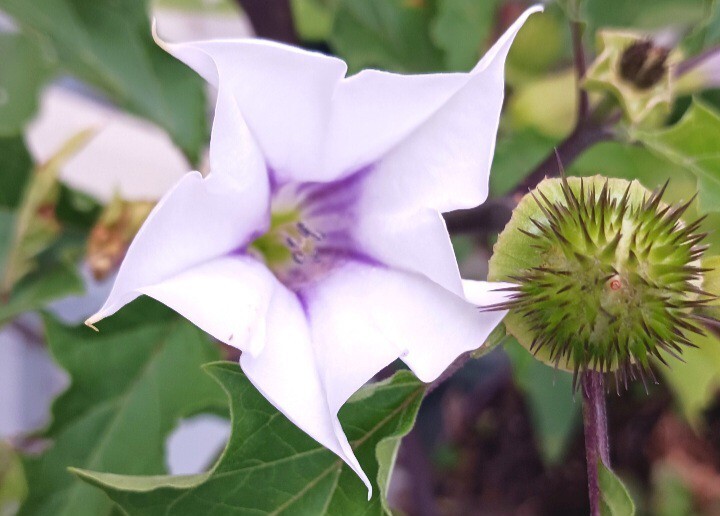 50 Seeds. Datura Stramonium, Jimson Weed, Thorn Apple, Devil’s Trumpet