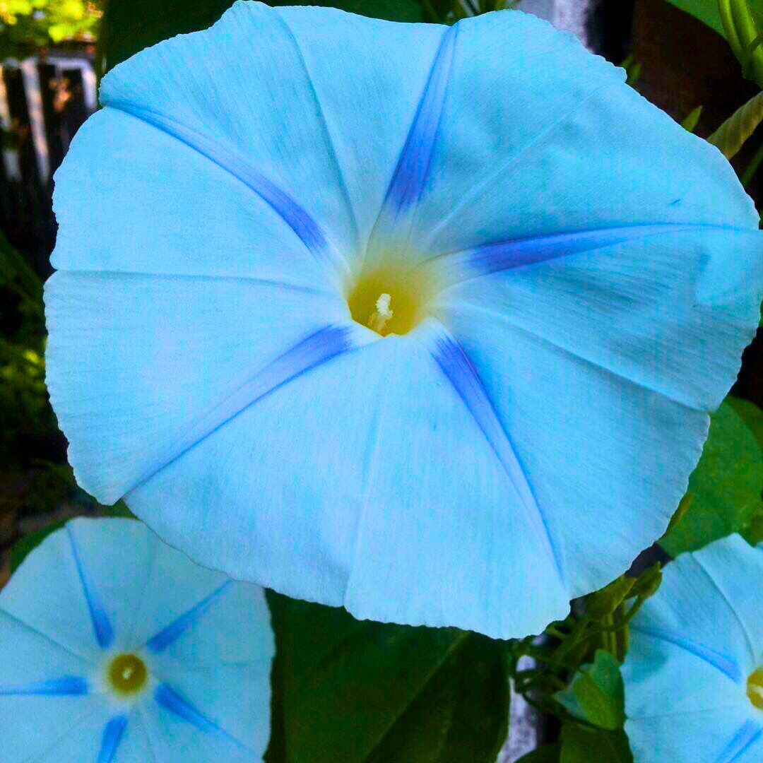 Fresh Premium Morning Glory Seeds | Blue Star | Heirloom Non-GMO | Flower Seeds
