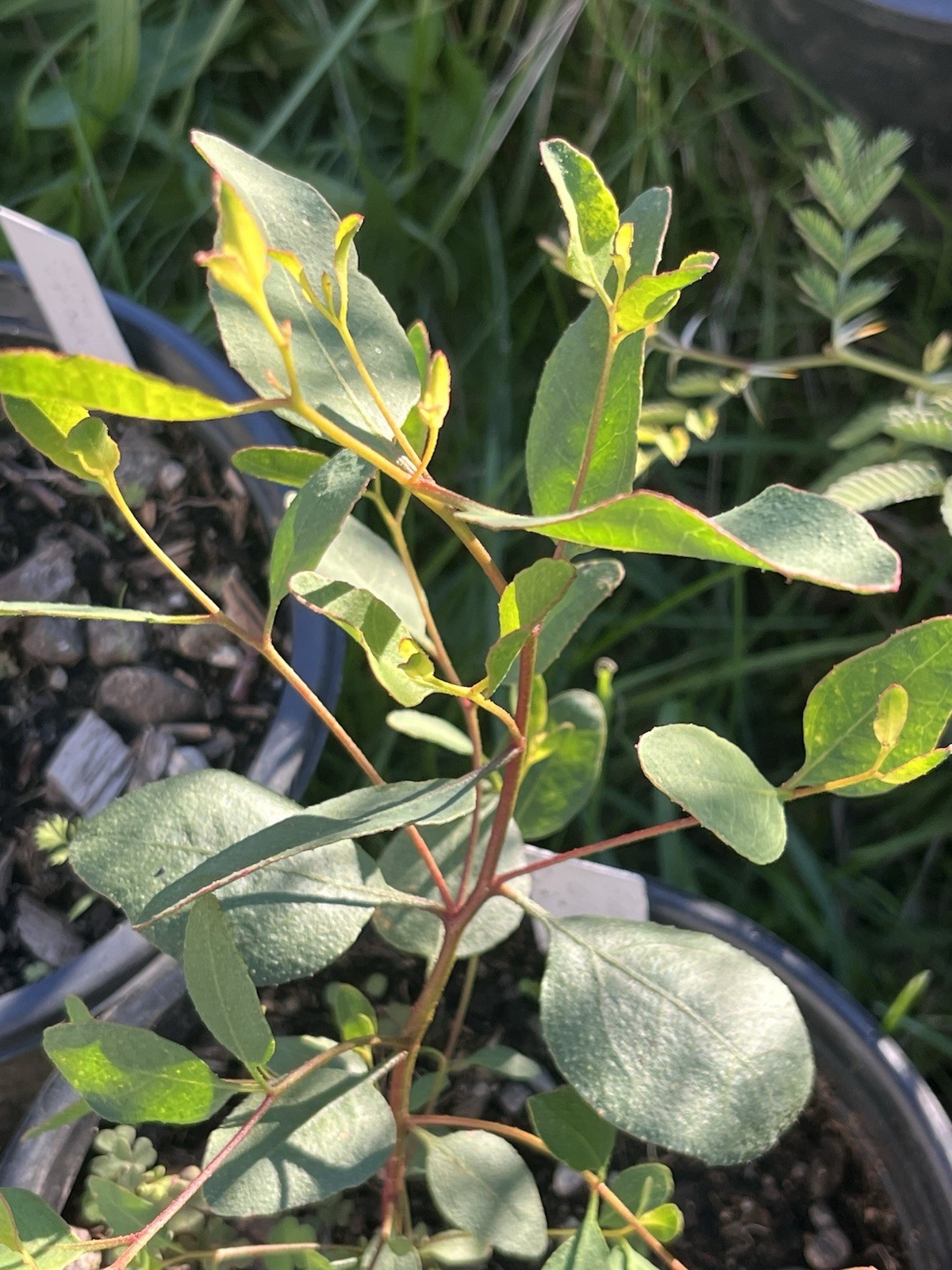Eucalyptus cernua Seeds – ‘Red flowered Moort’
