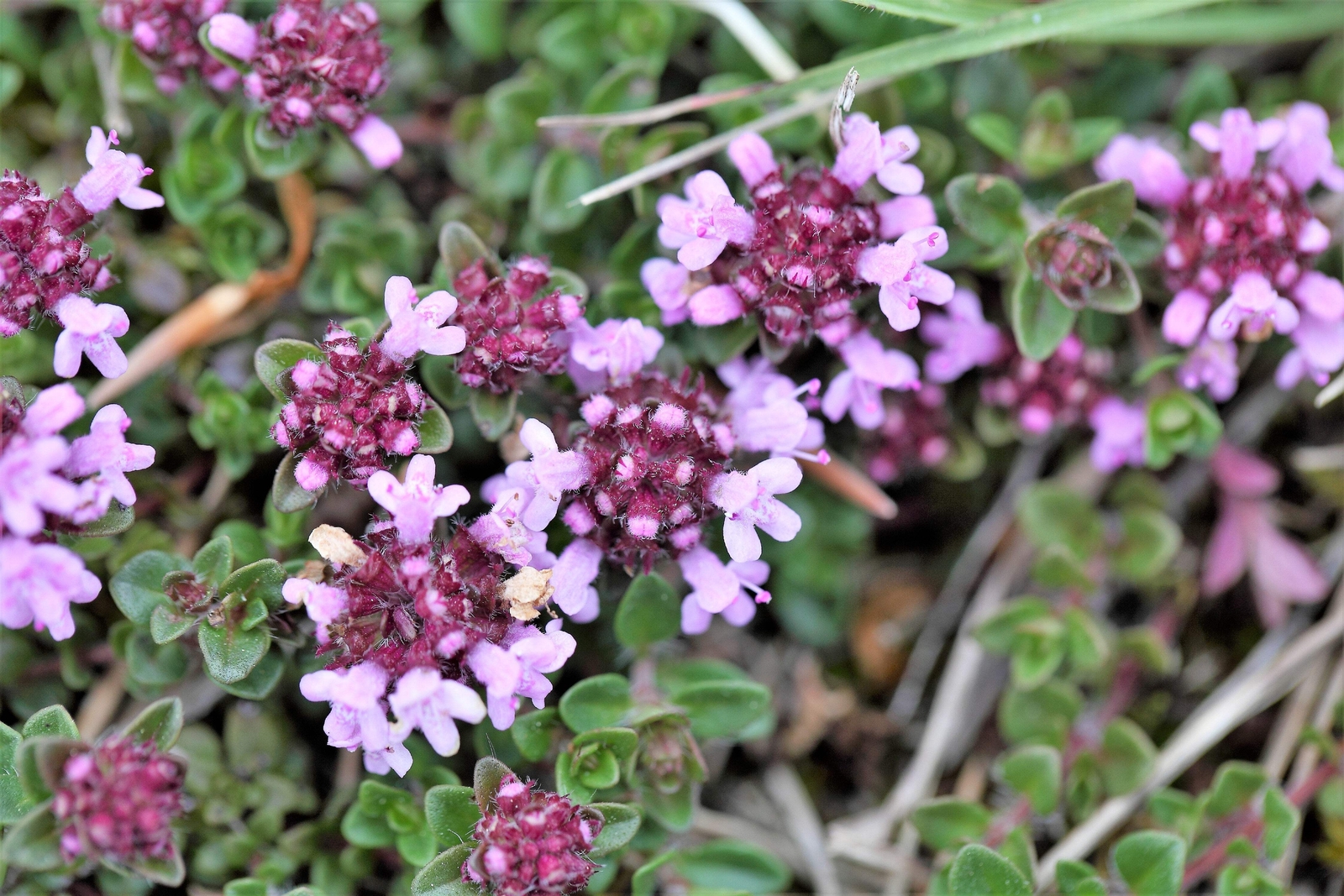 1000 LEMON THYME Thymus Pulegioides Herb Flower Seeds * Flat Shipping