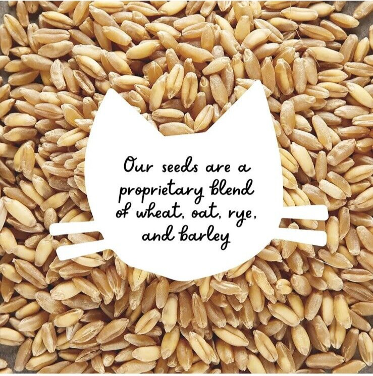 The Cat Ladies 100% Organic Cat 16oz Grass Seed Non GMO