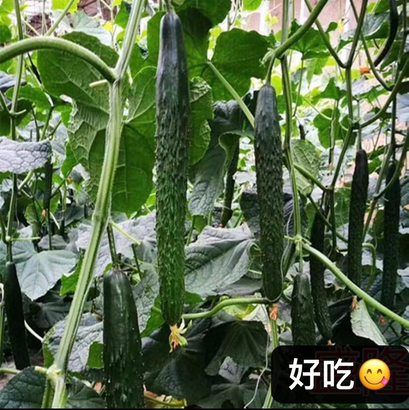 2Varieties Chinese Cucumber Seeds pack28seeds each. 天津刺黄瓜，水果黄瓜（旱黄瓜）种籽.每种28粒，共56粒