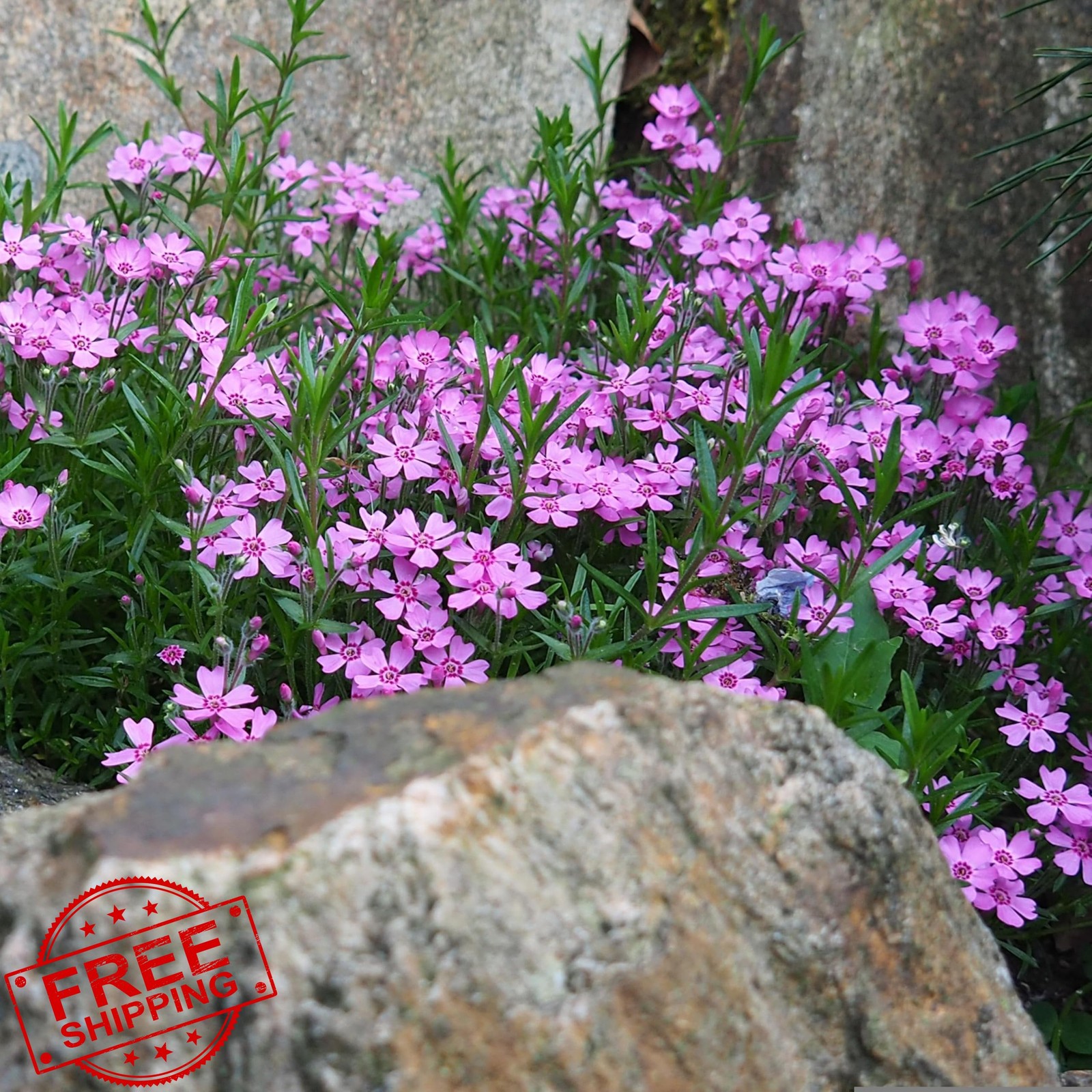 Carpet Creeping 1000+ Phlox Seeds Ground Cover Purple