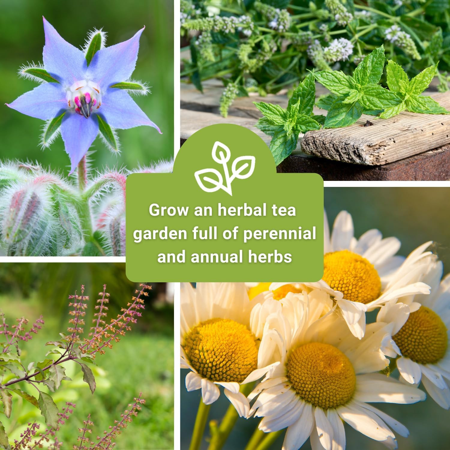 Sow Right Seeds – Large Herbal Tea Garden Seed Collection for Planting – Lemon B