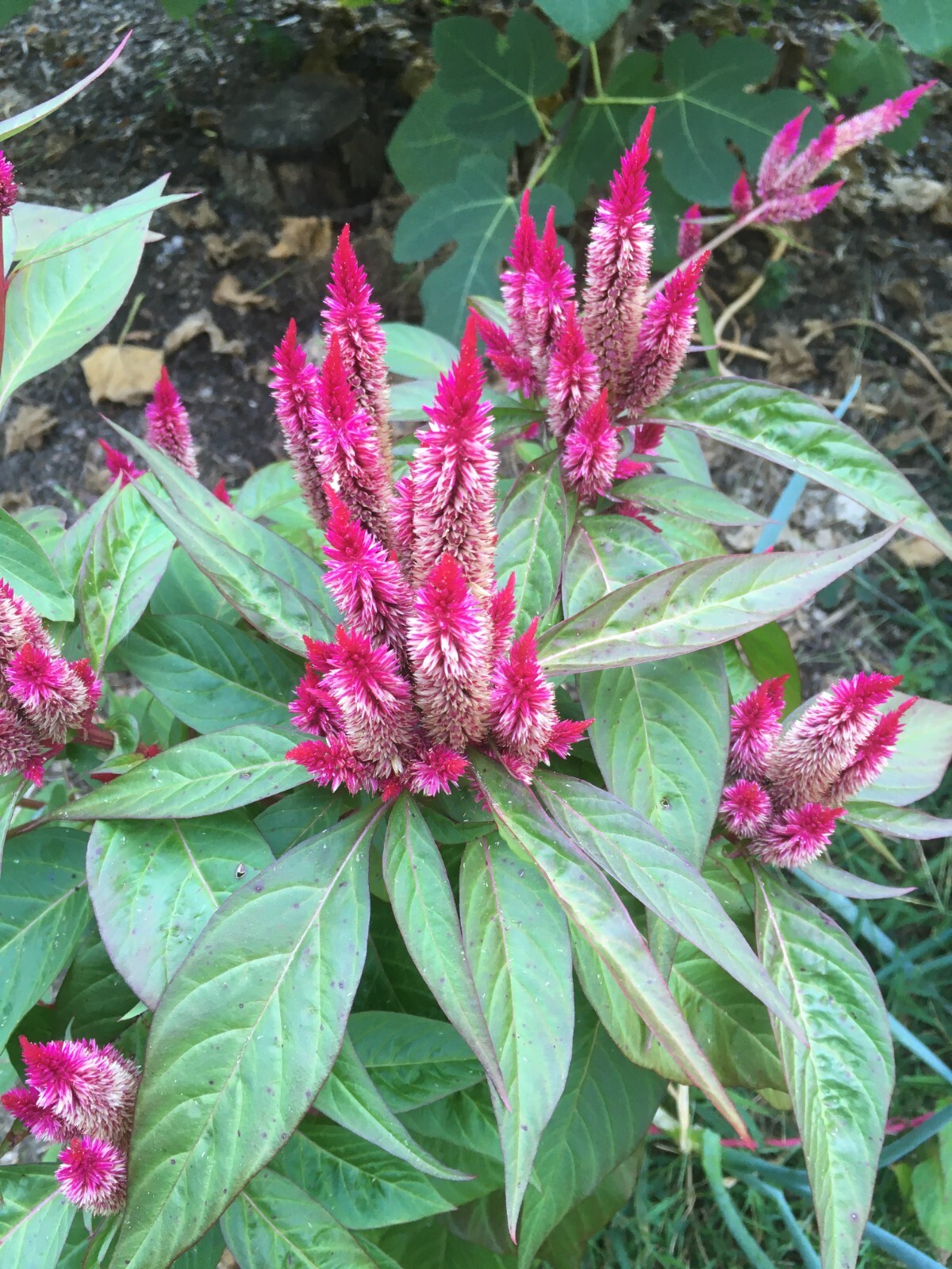 200 seeds magenta Flamingo Feather Celosia Spicata / Wheat Flower, organic