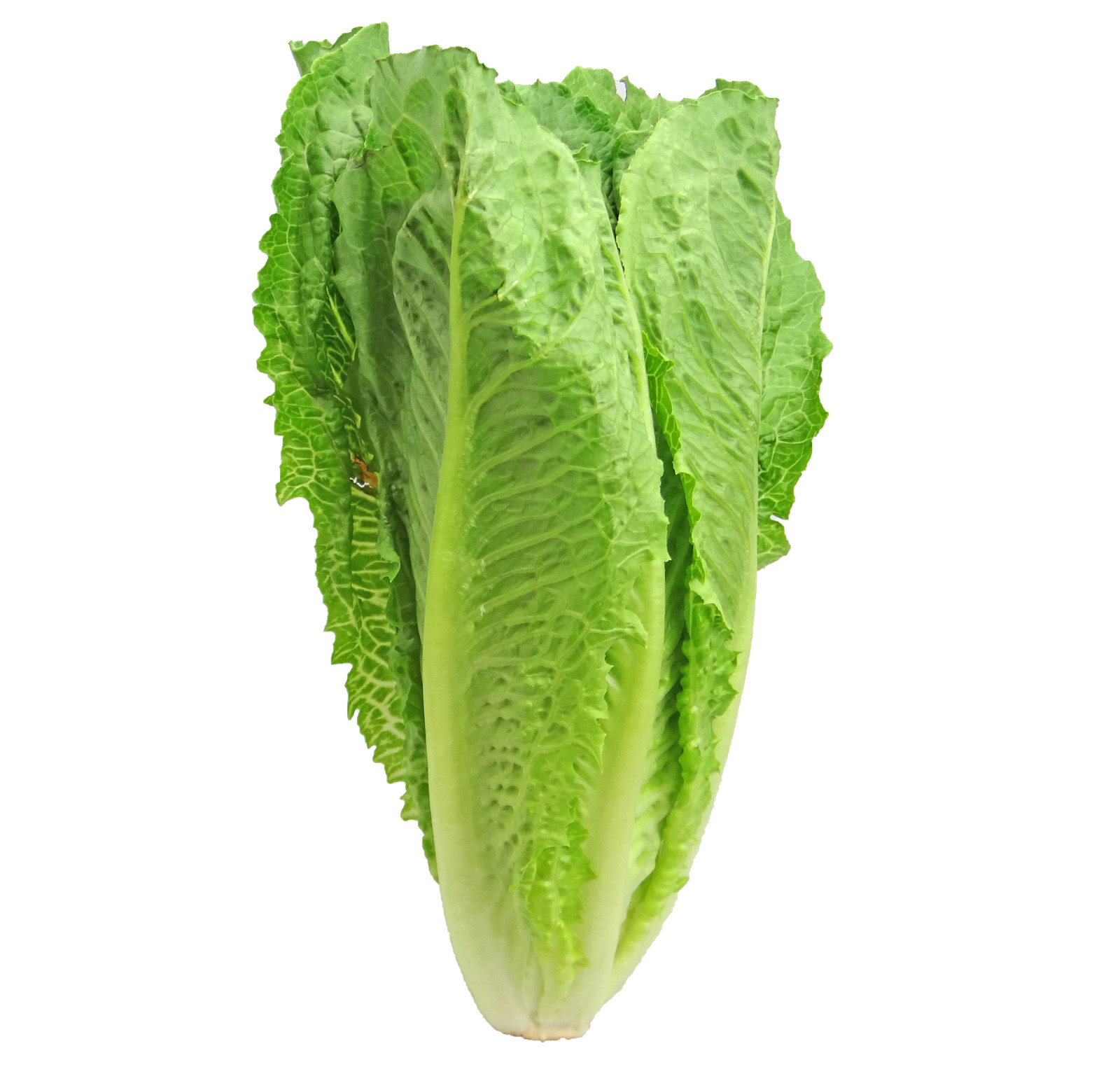 5,000 Parris Island Romaine Seeds- Bulk Seed – Heirloom Non-GMO Lettuce Seeds