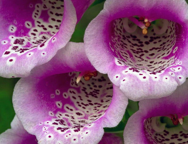 FOXGLOVE 1002 SEEDS DIGITALUS PURPUREA, SPOTTED PURPLE OR WHITE FLOWERS *BULK*