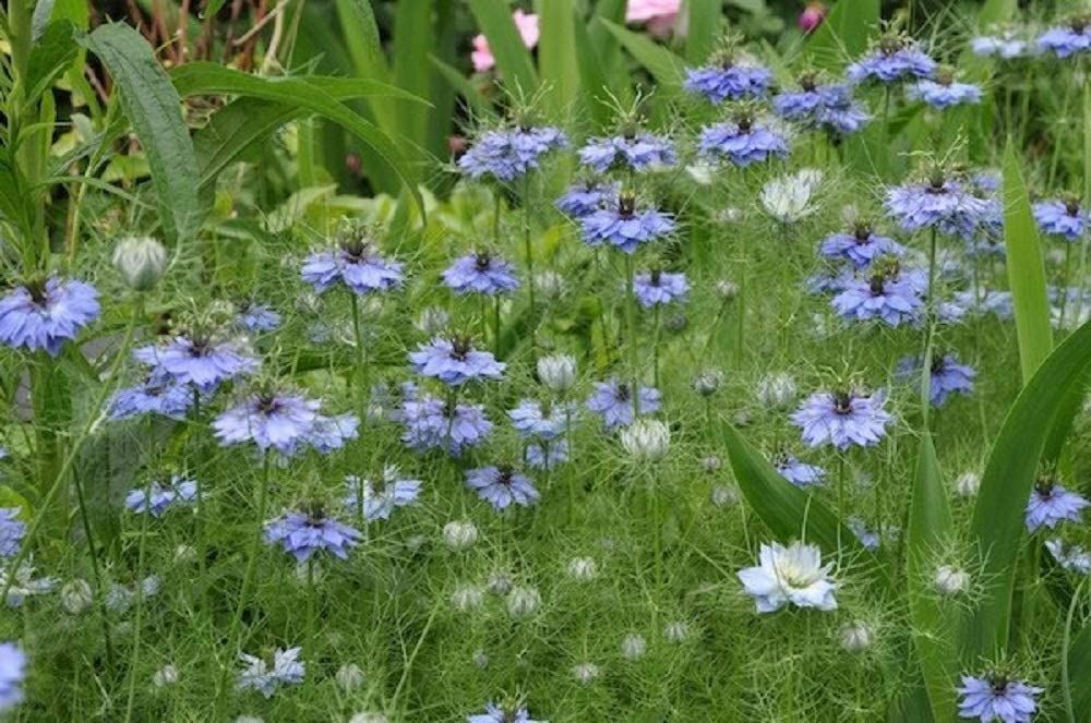 Love in a Mist Flower Seeds, Blue Nigella Damascena ‘COOL BEANS N SPROUTS” Brand