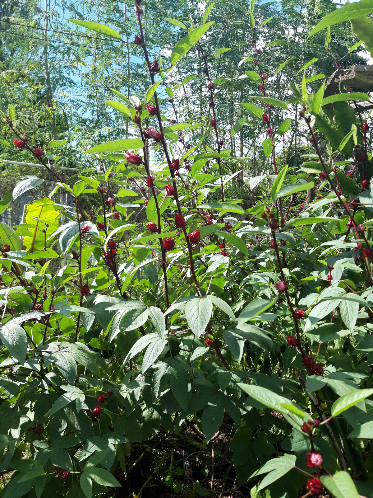 ROSELLE RED DROPS Variety – 12 SEEDS – Hibiscus Tea – Hibiscus – Sorrel