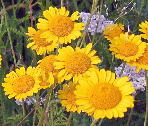 MARGUERITE GOLDEN Anthemis Sancti-Johannis – 1,000 Bulk Seeds