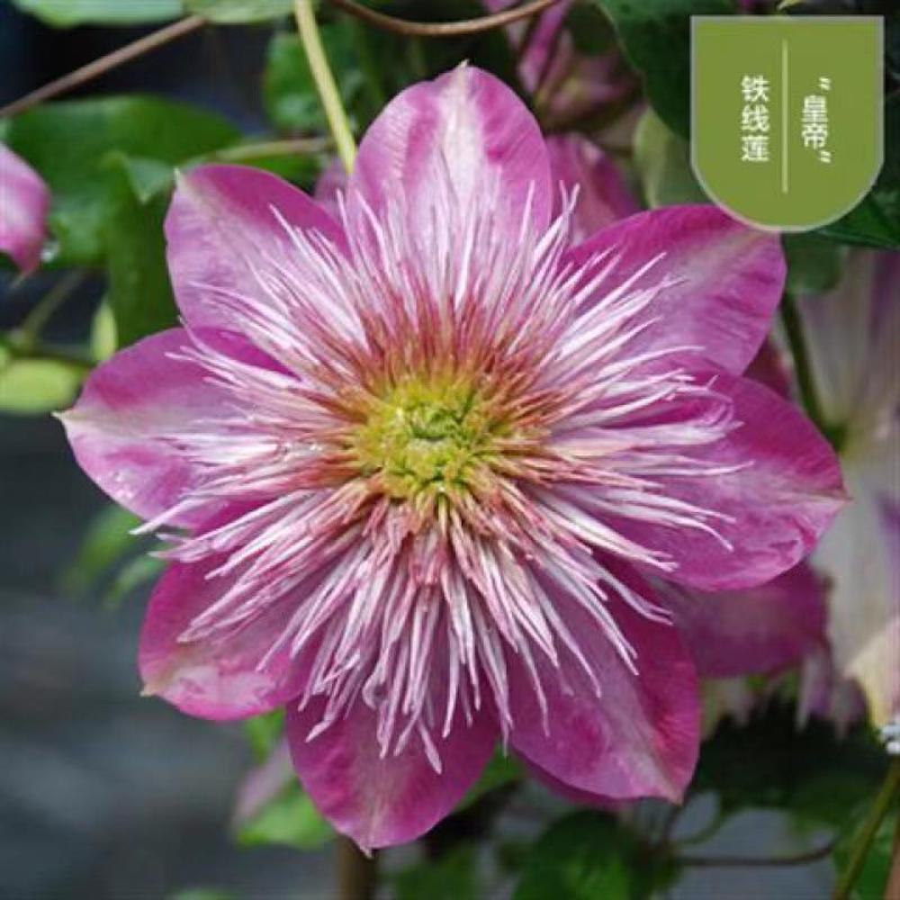 25pc CLEMATIS SEEDS Garden Plant Flower vine climber USA seller FREE shipping