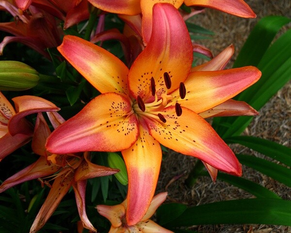 (3) Attractive Deep Red Lily Beautiful New Flower Bulbs, Perennial Check Store