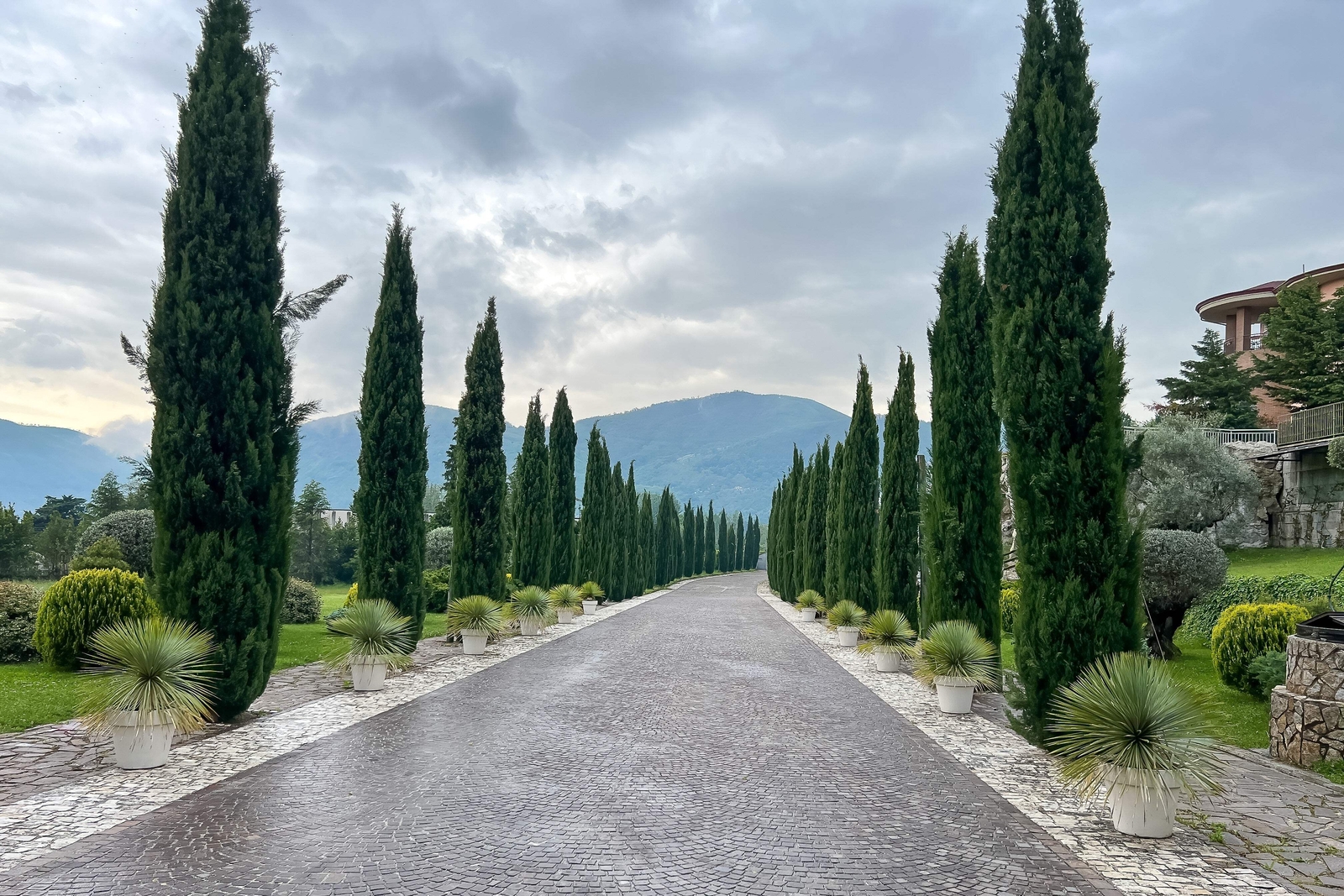 20 MEDITERRANEAN CYPRESS TREE Italian Pencil Pine Cupressus Sempervirens Seeds