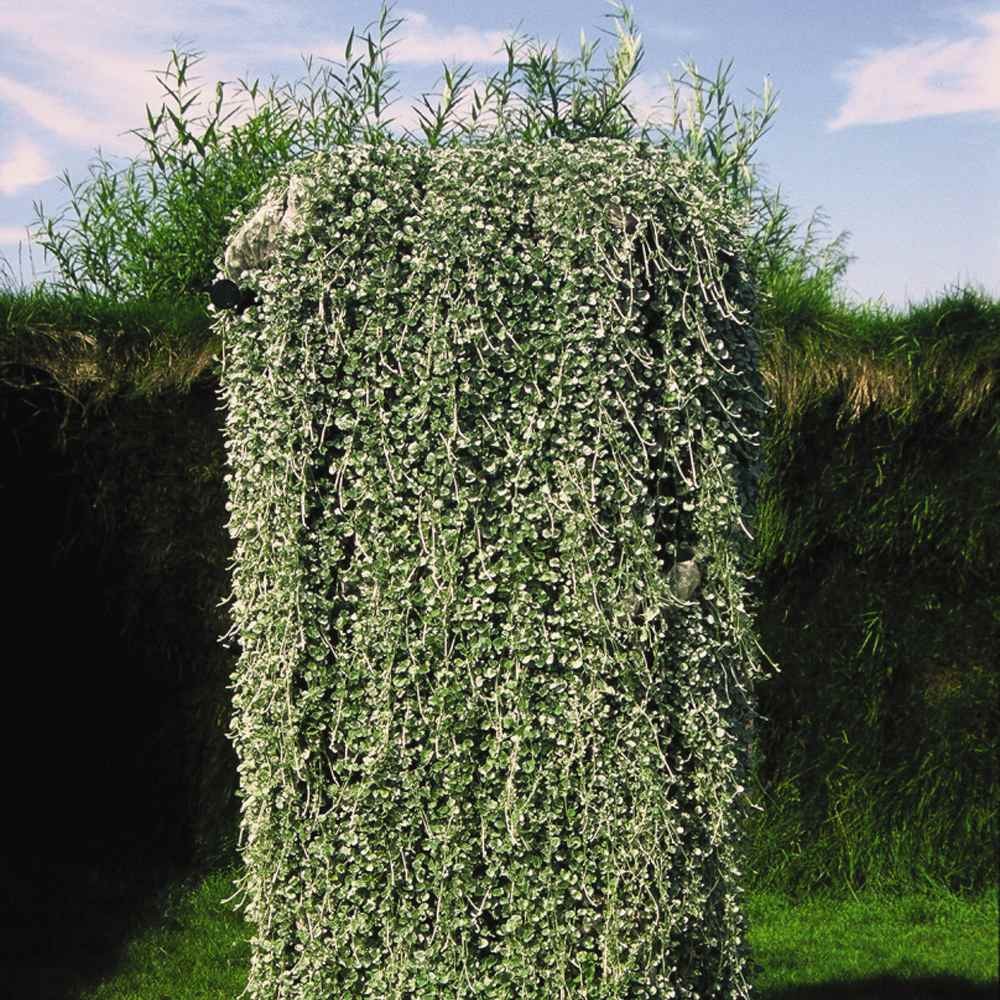 15 Seeds Dichondra Seeds Heat & Drought Tolerant Silver Falls Ground Cover