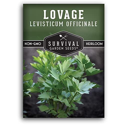 – Lovage Seed for Planting – Pack with Instructions to Plant and Grow 1