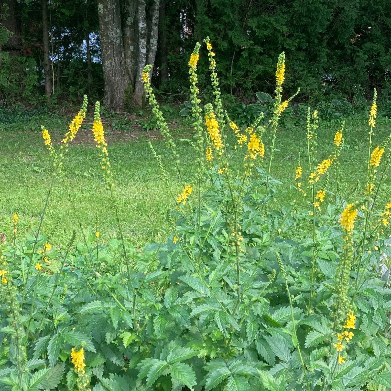 Agrimony Seeds (Agrimonia eupatoria) ~Traditional Herb Pollinator Garden