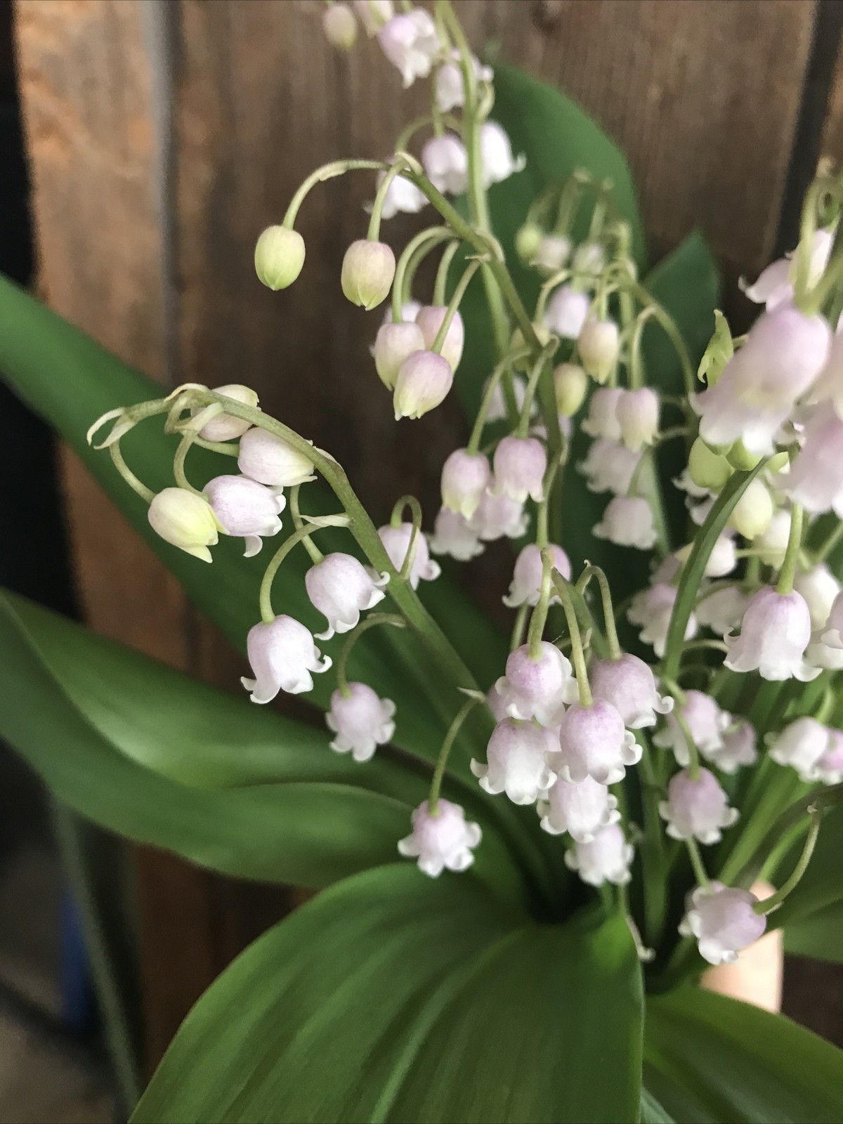 12+ Pink Lily of the Valley Live Plants – Roots Pips Freshly Dug Very Fragrant