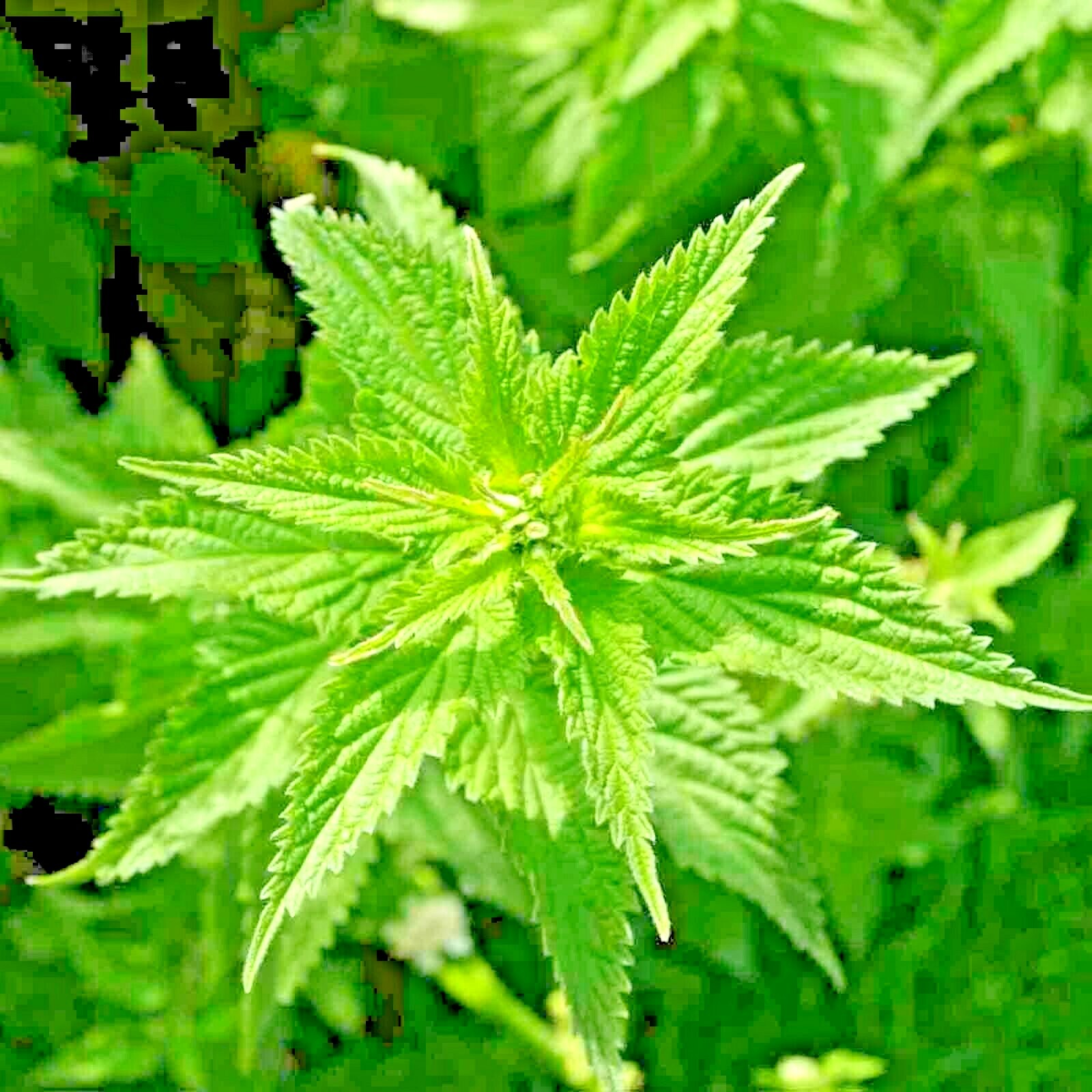2000+ STINGING NETTLE SEEDS HEIRLOOM SPRING PERENNIAL HERB MEDICINAL POLLINATORS
