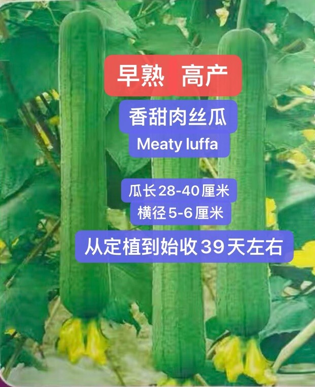 20 meaty F1 Loofah Seeds 20粒杂交香甜肉丝瓜种子 2023年新种子