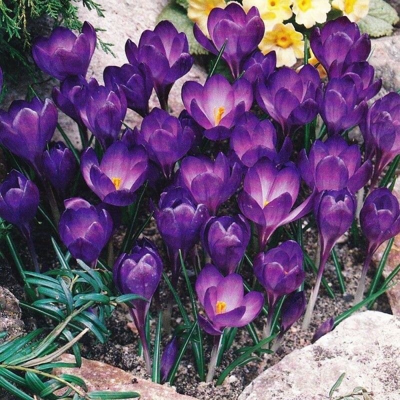25pc CROCUS SAFFRON SEEDS Garden Plant Flower exotic USA seller FREE shipping