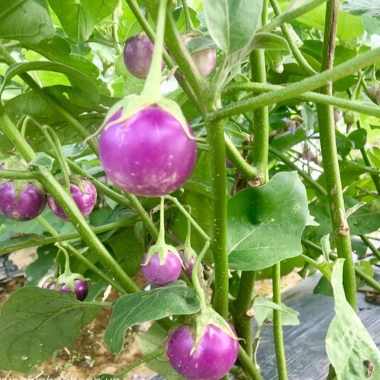 200+ THAI PURPLE EGGPLANT SEEDS- HẠT CÀ PHÁO TÍM – STAMP SHIPPING