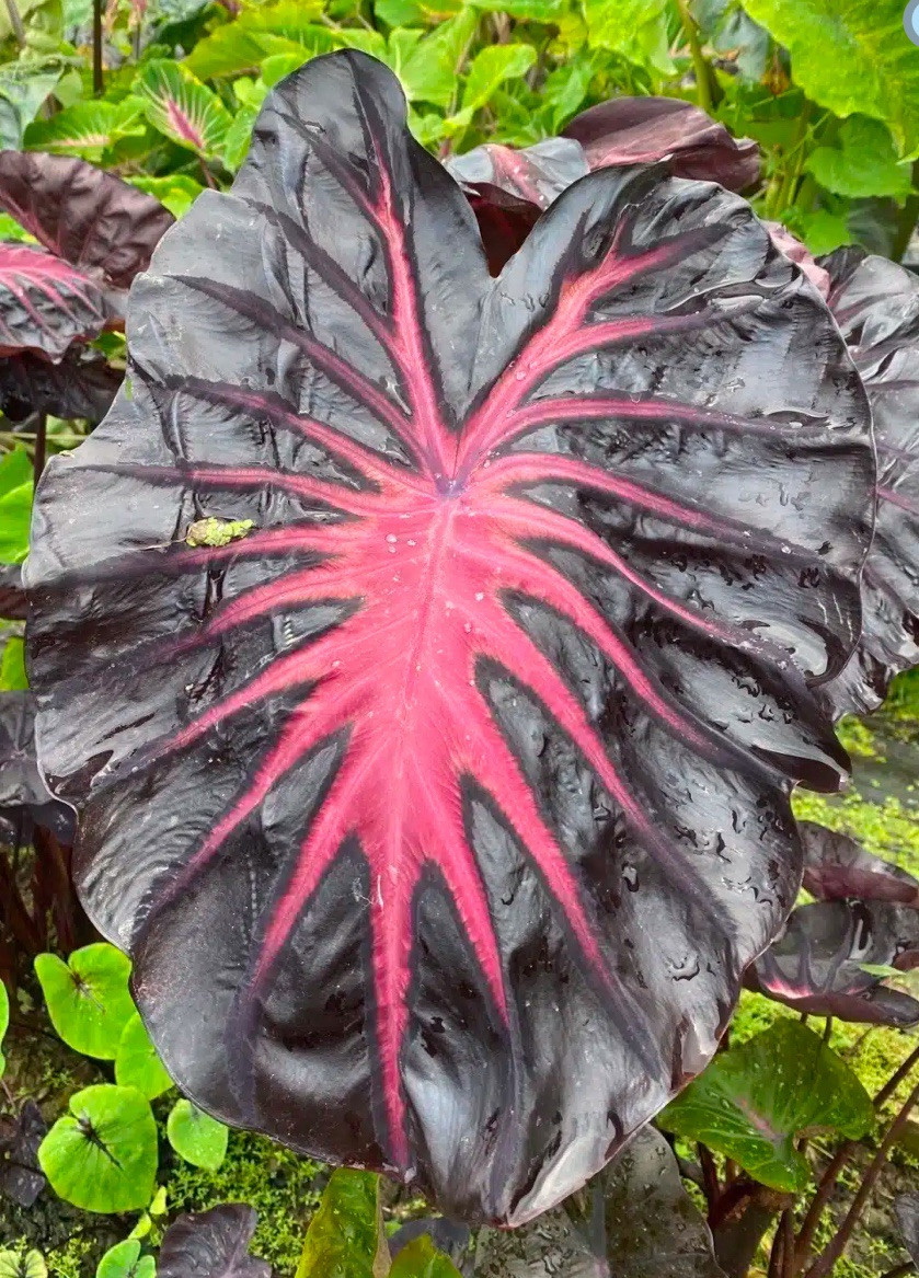 AUTHENTIC Colocasia Inferno Fall1 bulbs
