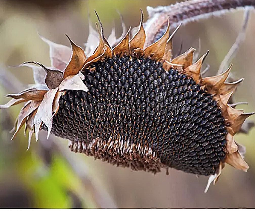 Mammoth Grey Striped Giant Sunflower Seeds – Attracts Bees & Butterflies, 1 lb