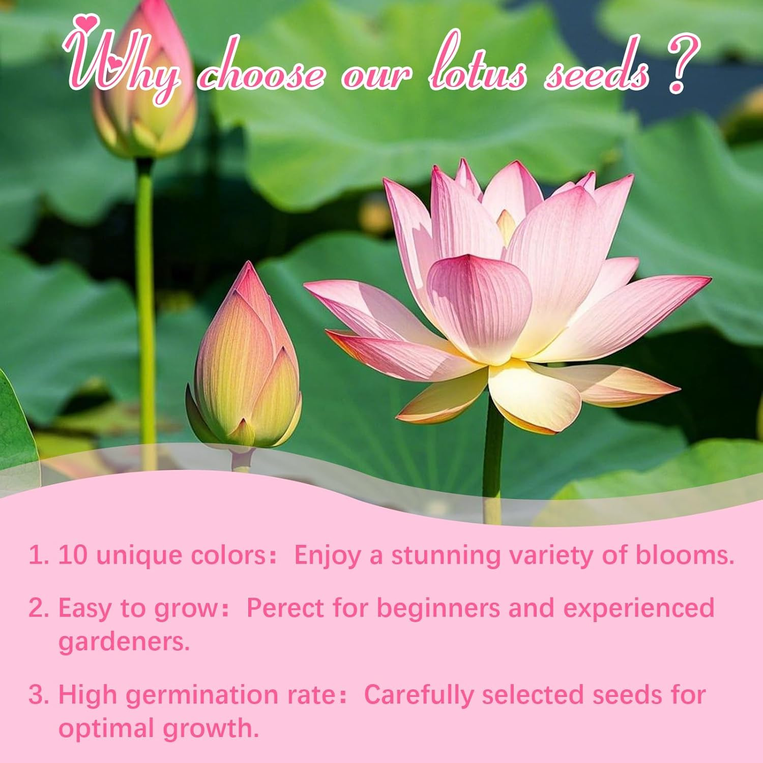200Pcs Lotus Seeds for Planting – 10 Unique Varieties, Mixed Colors Loto De Cuen