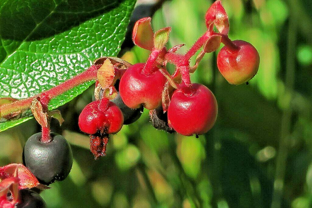 SALAL 1001 SEEDS SHALON, GAULTHERIA, HARDY EVERGREEN SHRUB, EDIBLE BERRIES, BULK