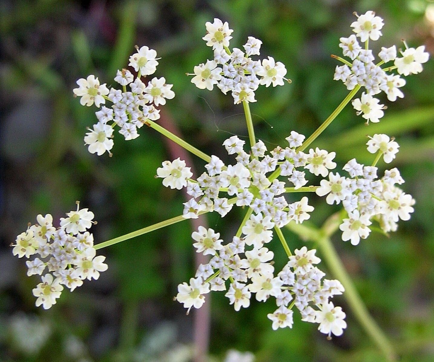Cumin Herb Seeds, Tex Mex, Jeera, NON-GMO, Variety Sizes, FREE SHIPPING