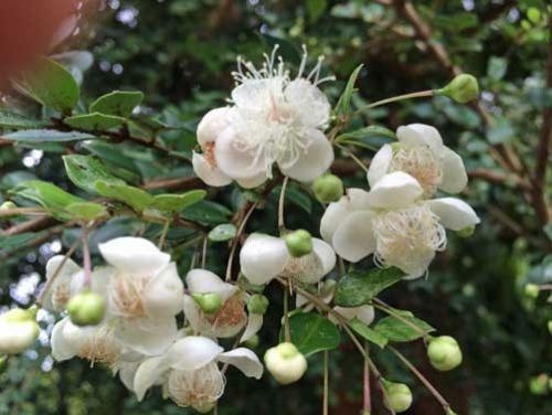 Ugni molinae | Chilean Guava | Strawberry Myrtle | 10 Seeds