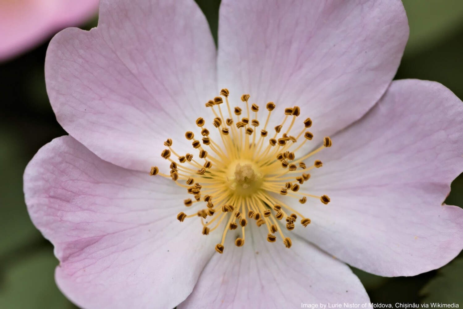 Rose, Wild Prairie (Rosa arkansana)